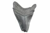 Partial Fossil Megalodon Tooth - South Carolina #362566-1